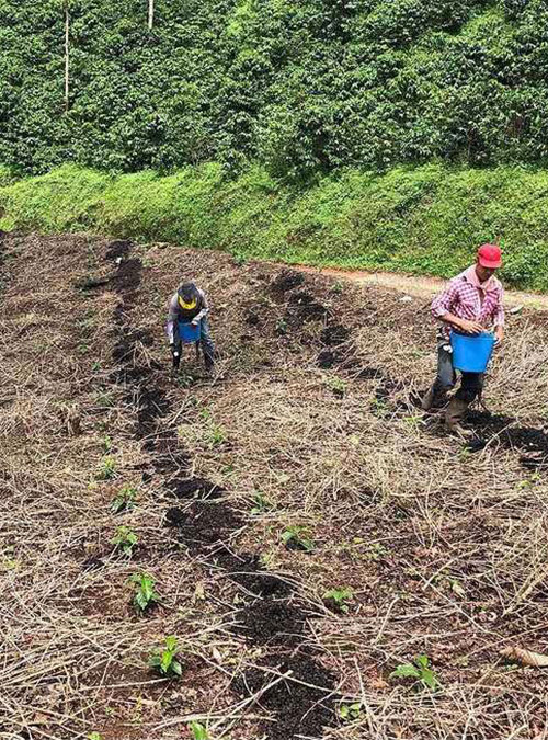 Kolombiya La Cristalina Bourbon Natural - Görsel 4