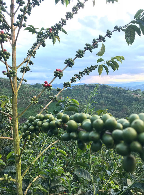 Kolombiya La Cristalina Bourbon Natural - Görsel 2