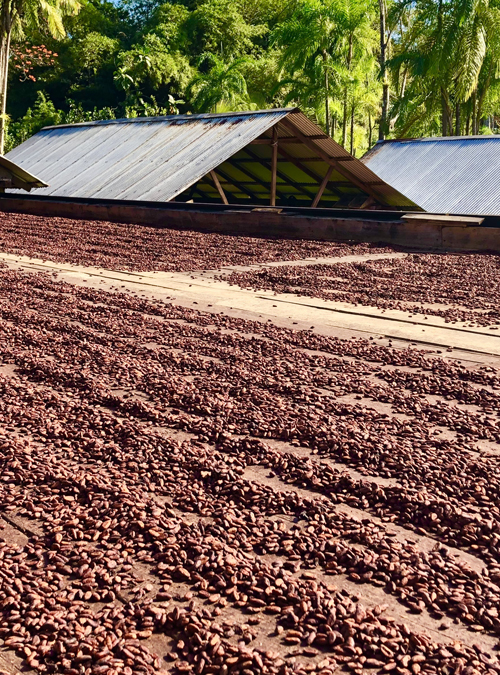 Gana Kuapa Kokoo Kooperatifi - Görsel 2